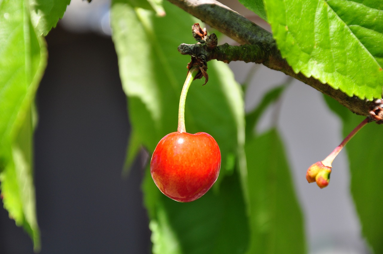 cherry summer garden free photo