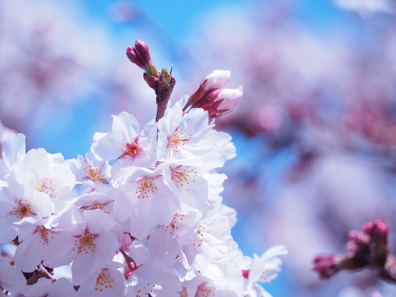 cherry flowers spring flowers free photo