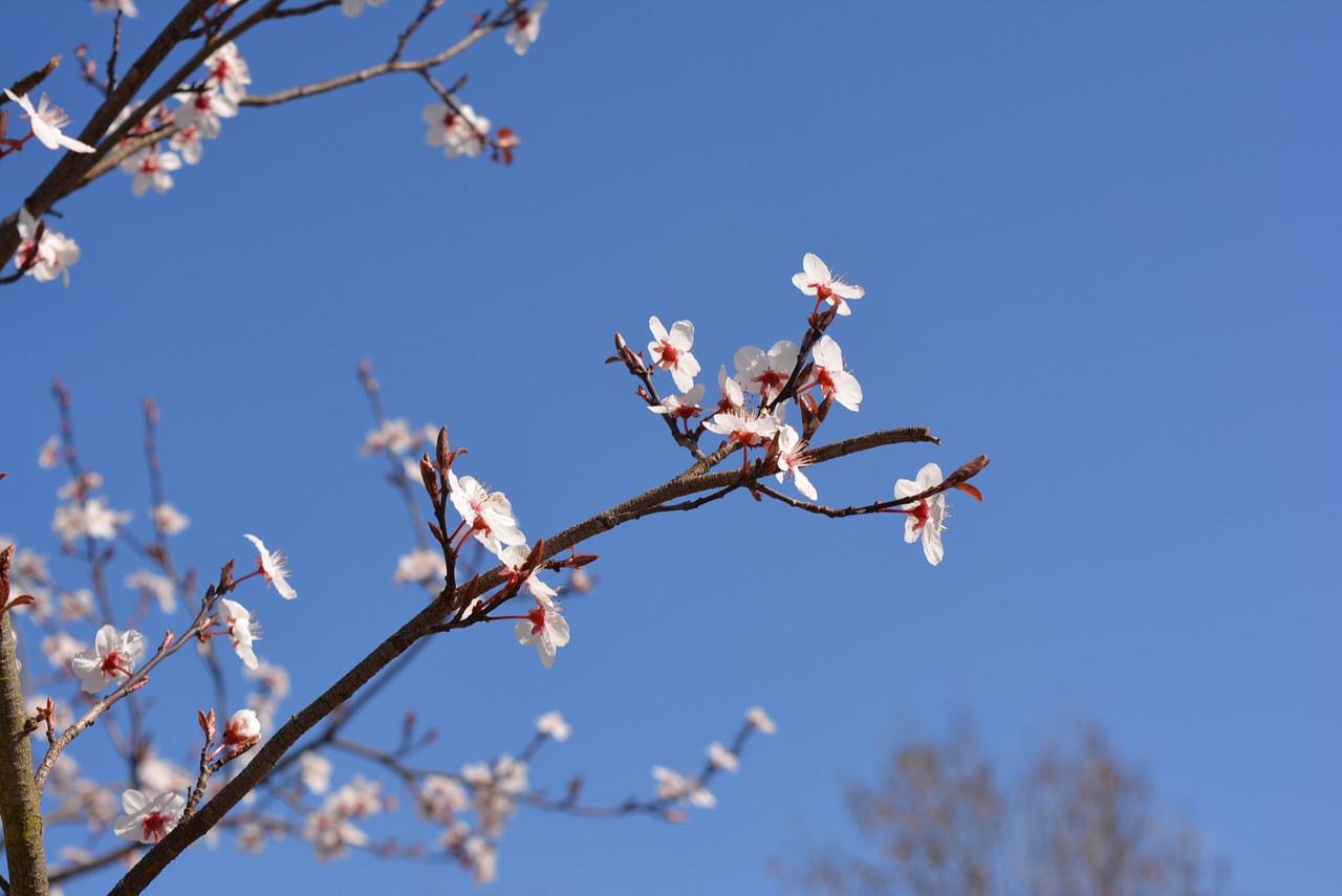 cherry frühlingsanfang flowers free photo