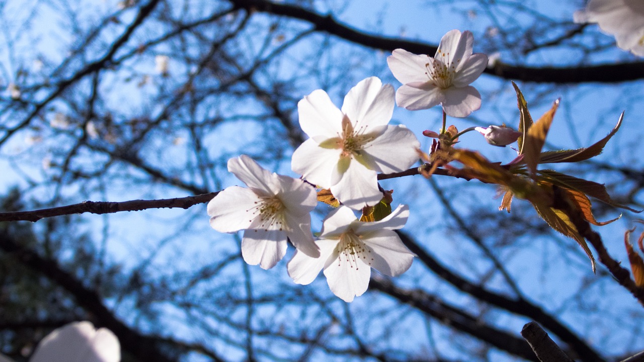 cherry spring flowers cherry tree free photo