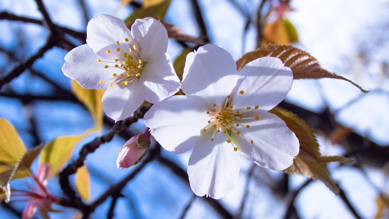 cherry spring flowers cherry tree free photo