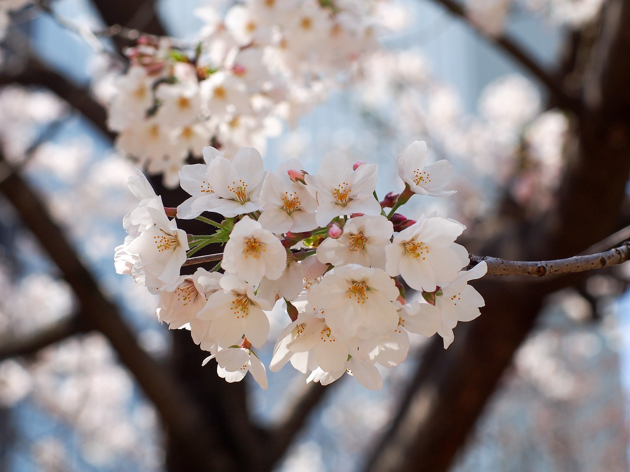 cherry japan flowers free photo