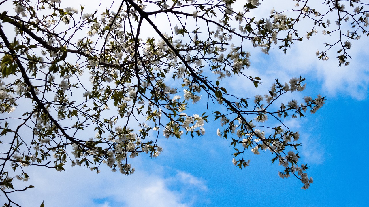 cherry spring spring flowers free photo