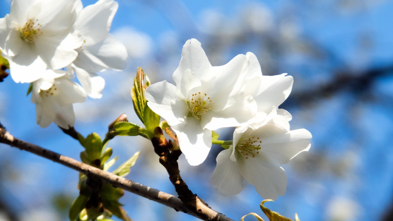 cherry spring spring flowers free photo