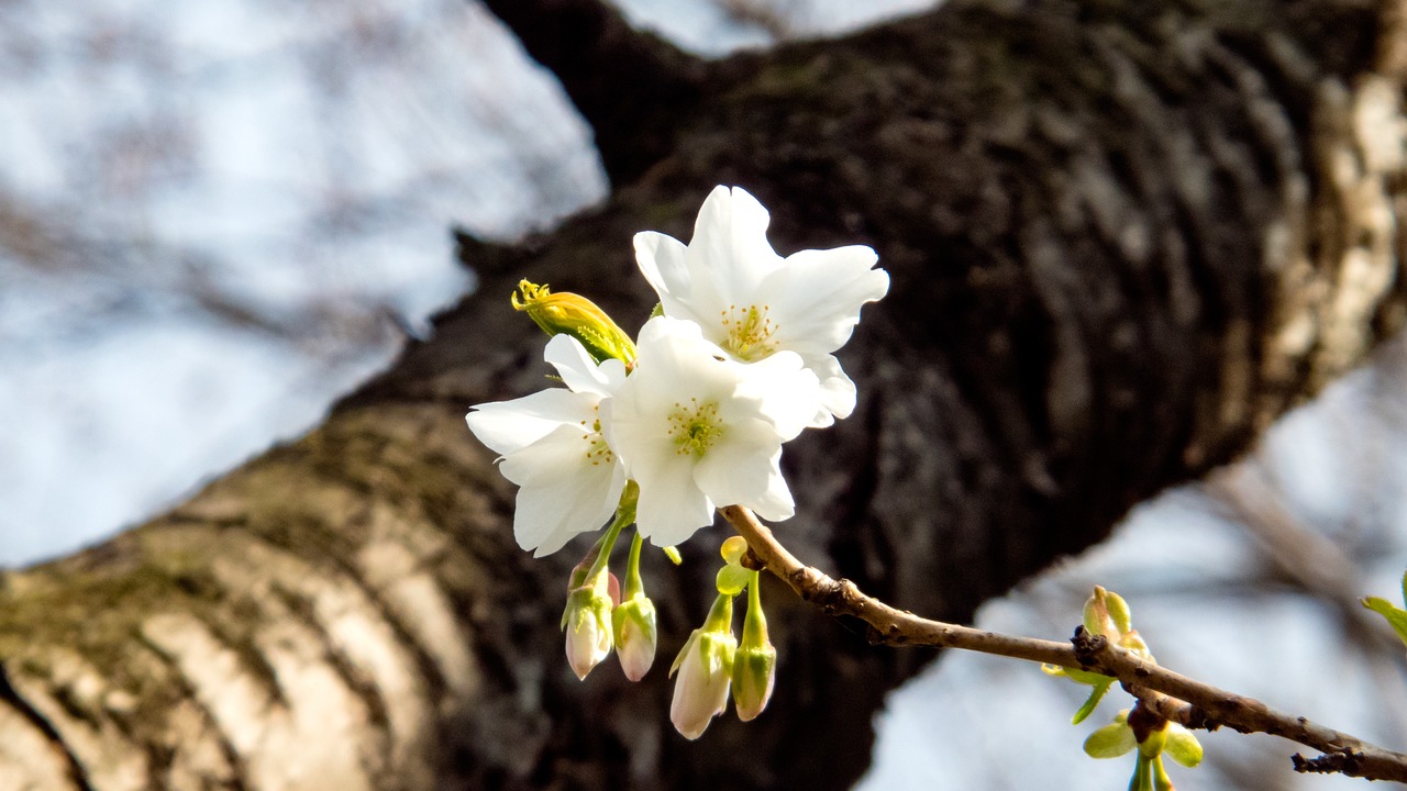 cherry spring spring flowers free photo