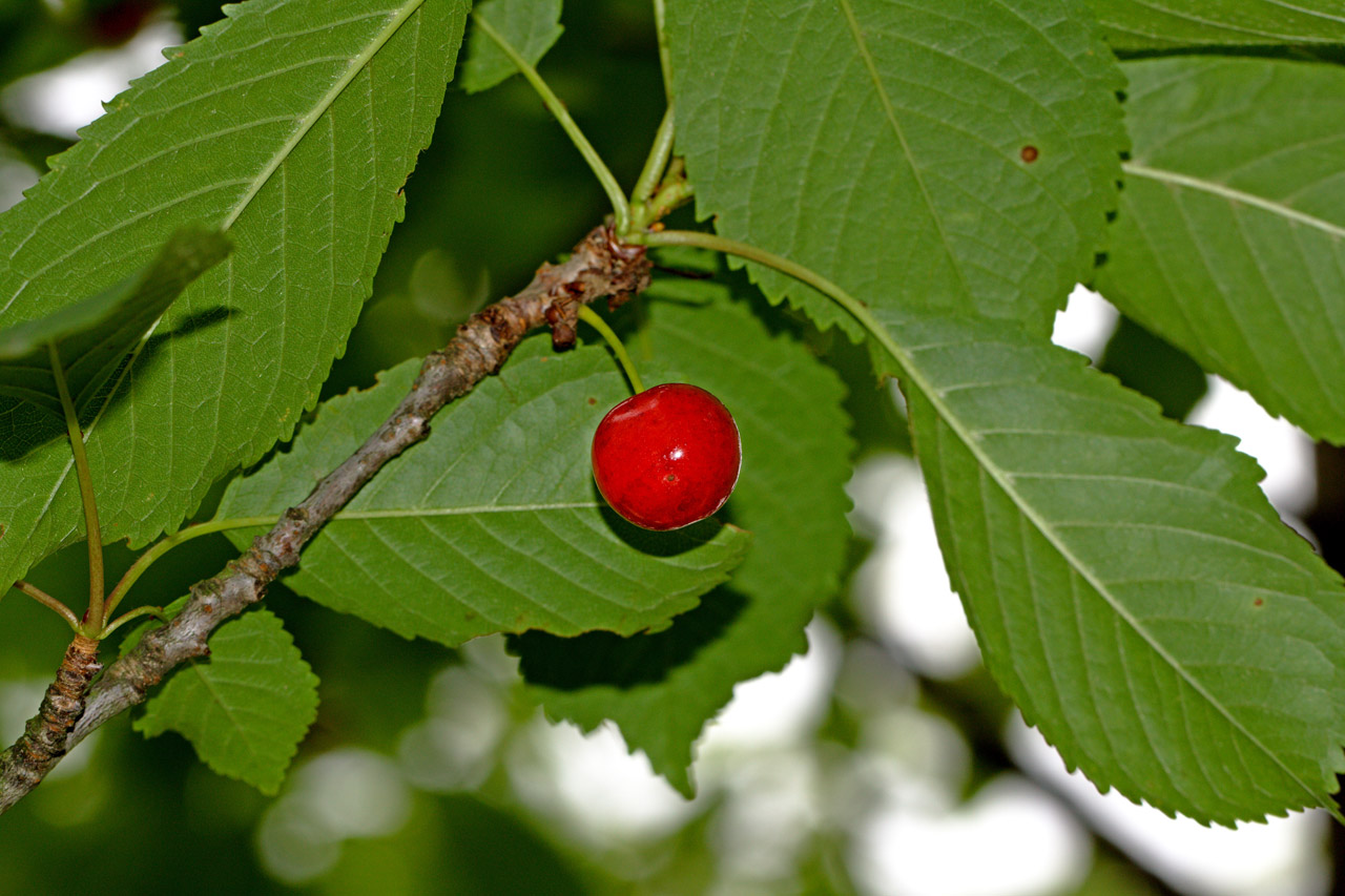 sweet wild cherry free photo