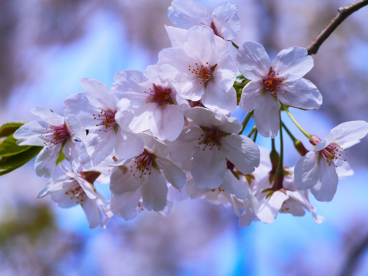 cherry cherry blossoms pink free photo