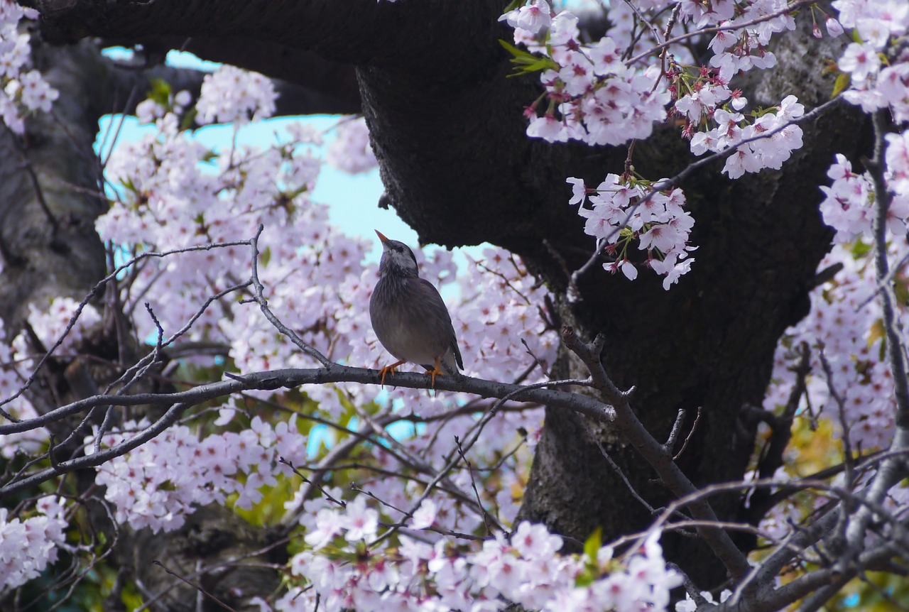 cherry bird cherry blossoms free photo