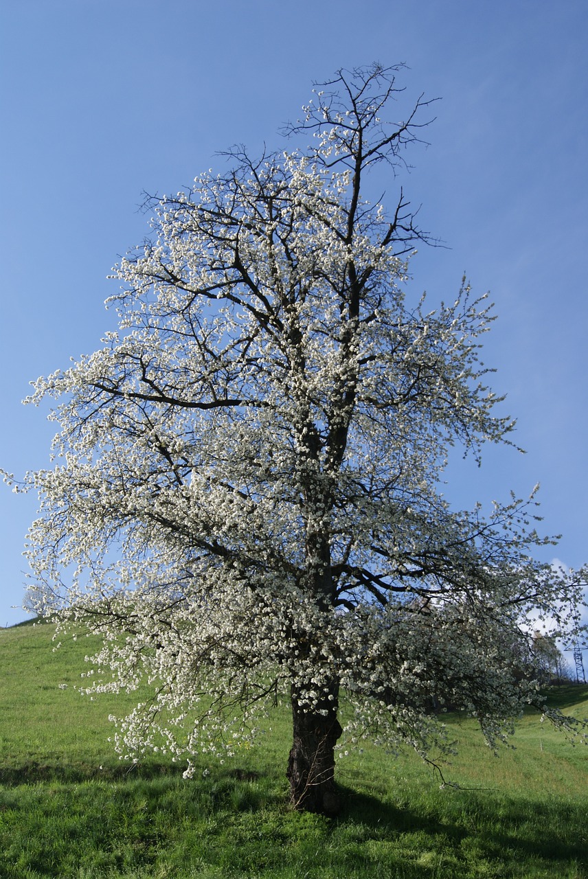 cherry blossom bloom free photo