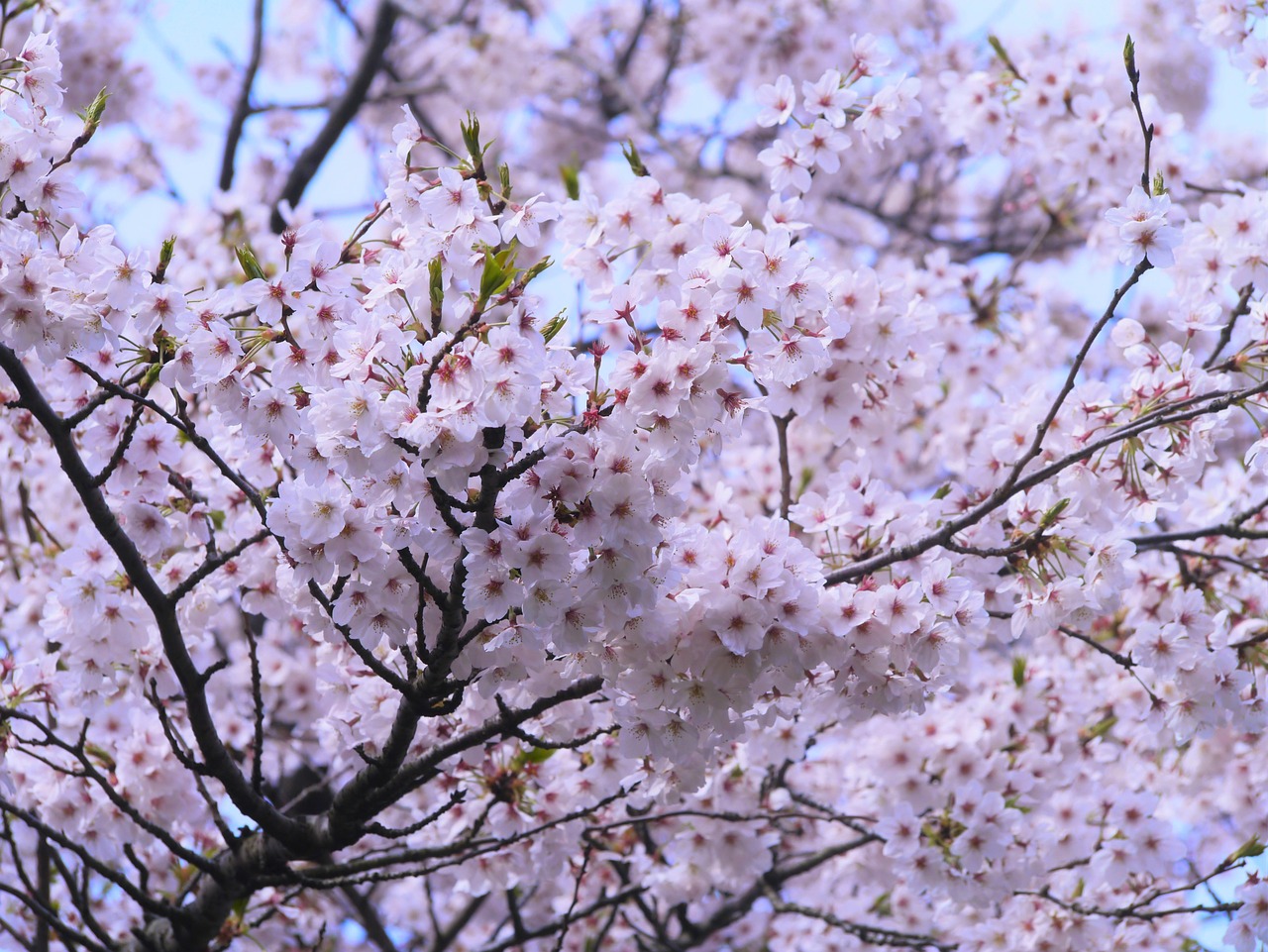cherry cherry blossoms yoshino cherry tree free photo