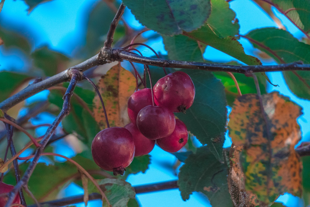 cherry canada tree free photo
