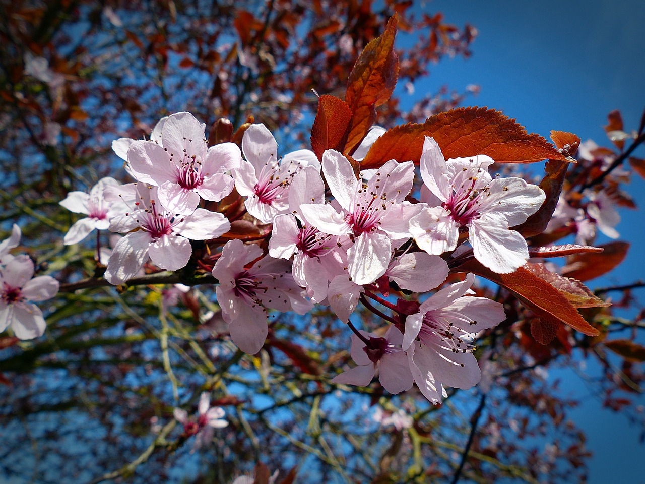 cherry blossom bloom free photo