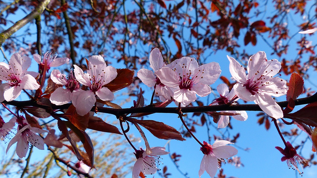 cherry blossom bloom free photo