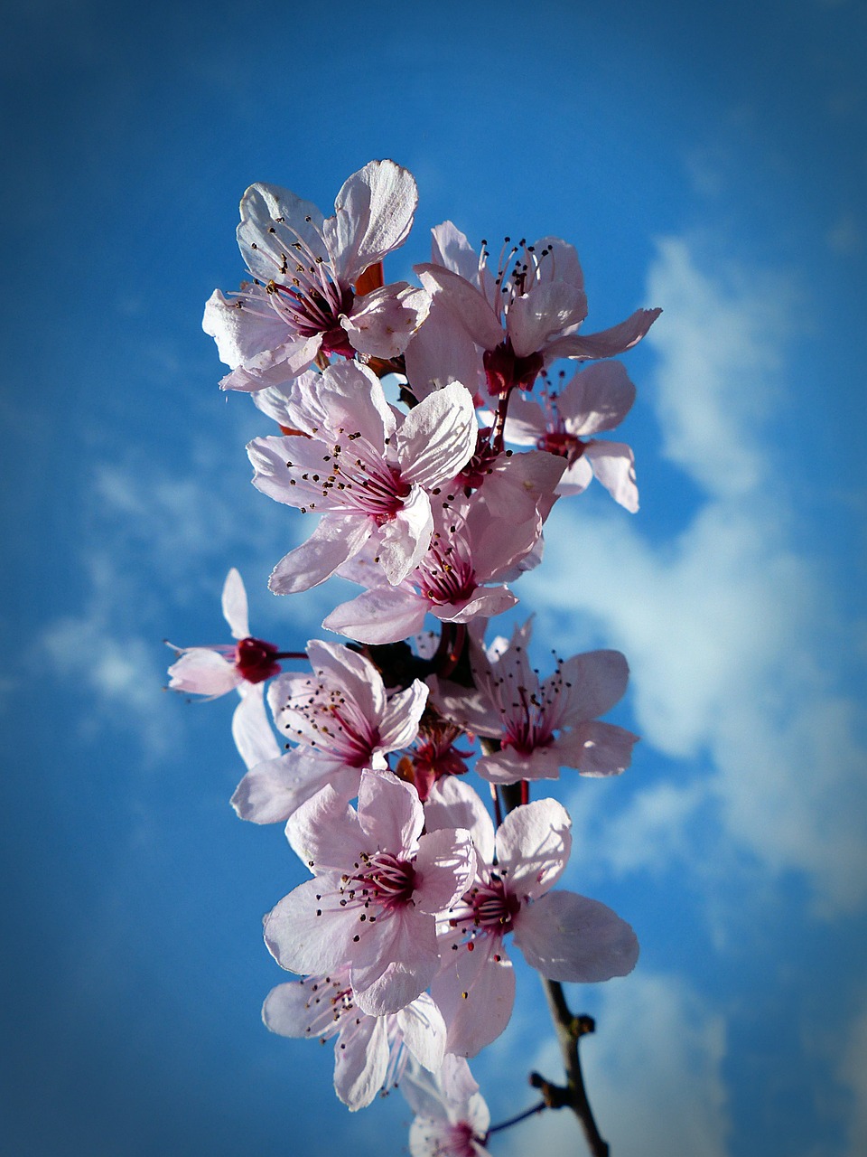 cherry blossom bloom free photo