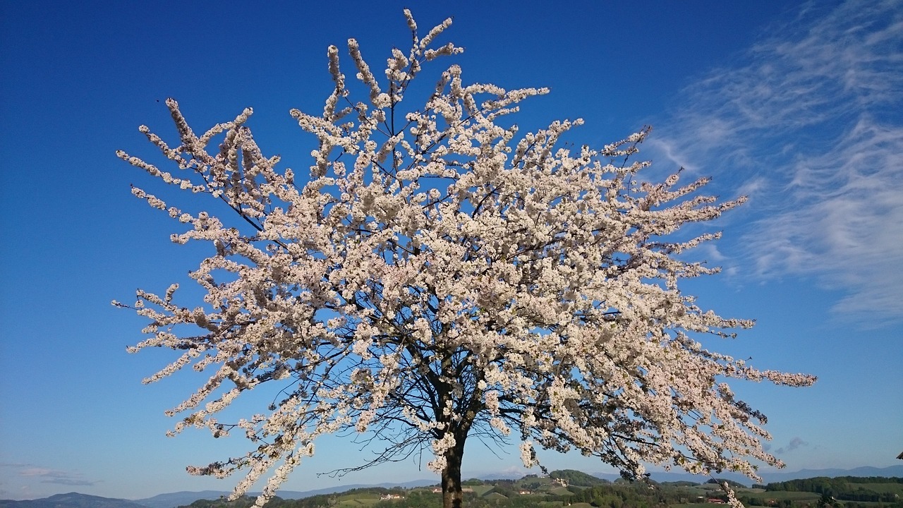 cherry cherry blossom bloom free photo