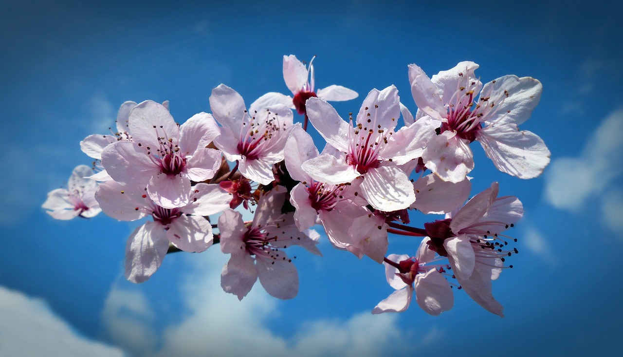 cherry blossom bloom free photo