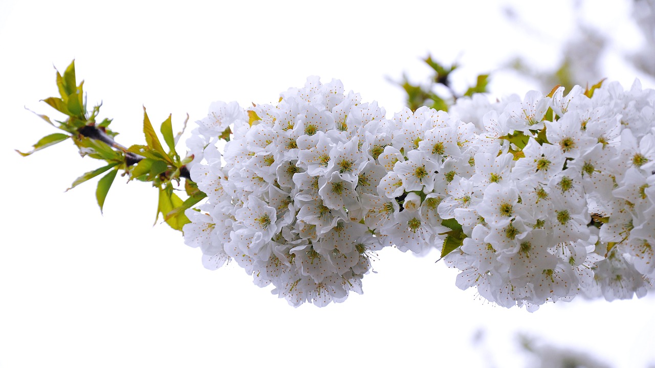 cherry spring flowering tree free photo