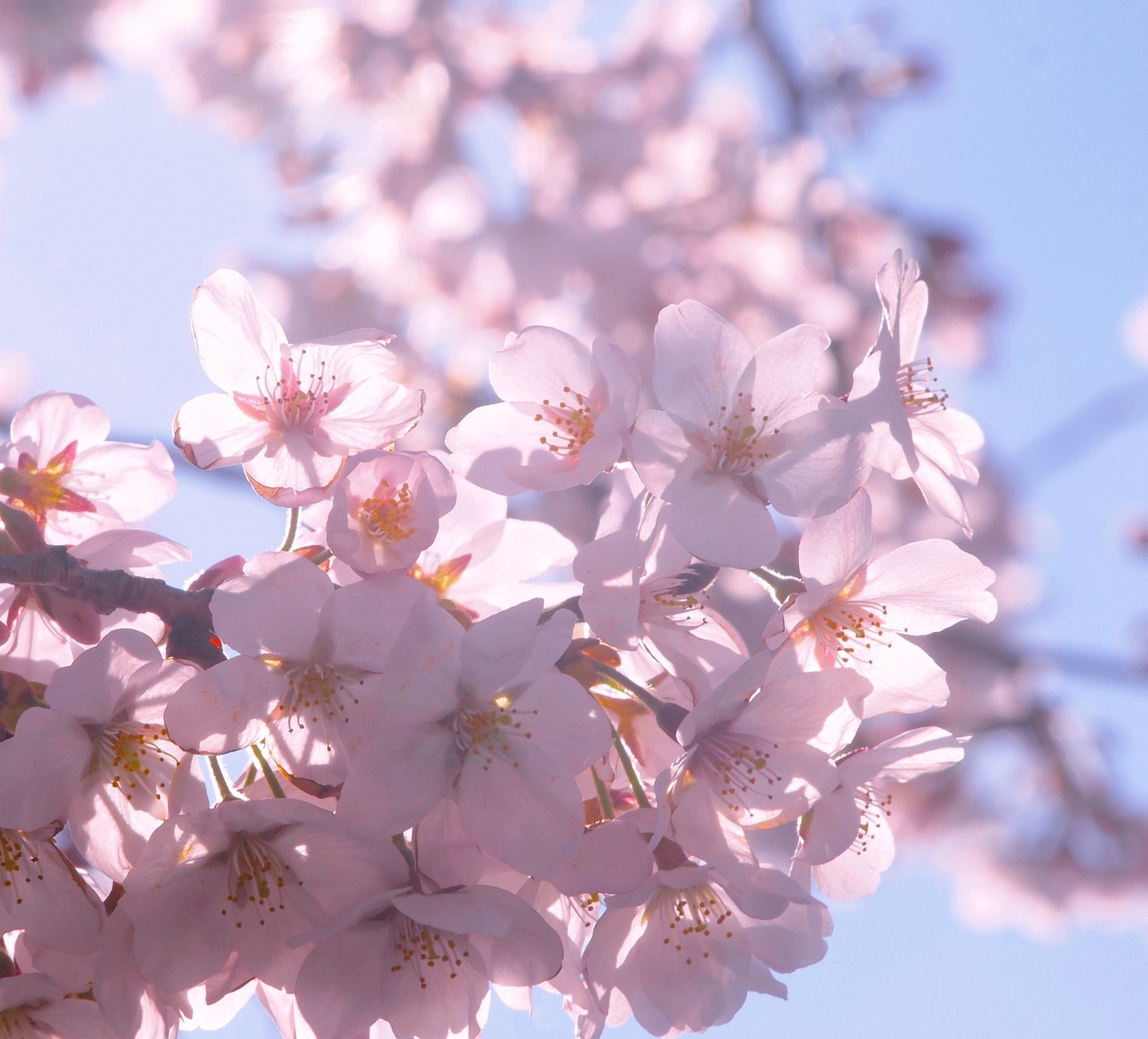 cherry spring sunshine free photo
