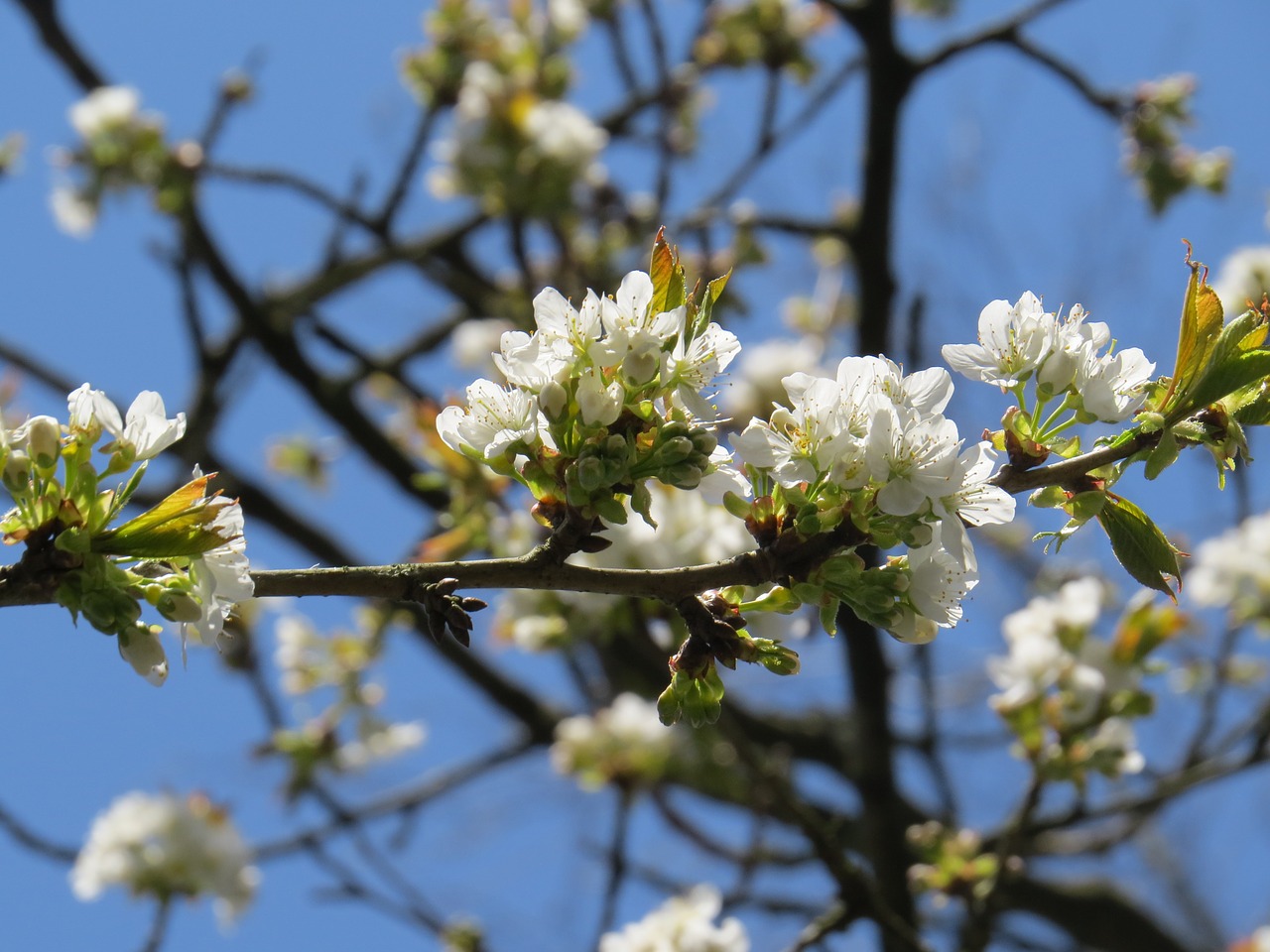 cherry blossom bloom free photo