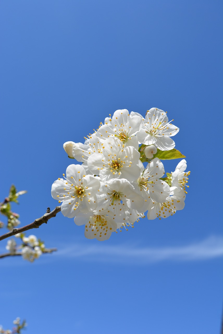 cherry flowers bloom free photo