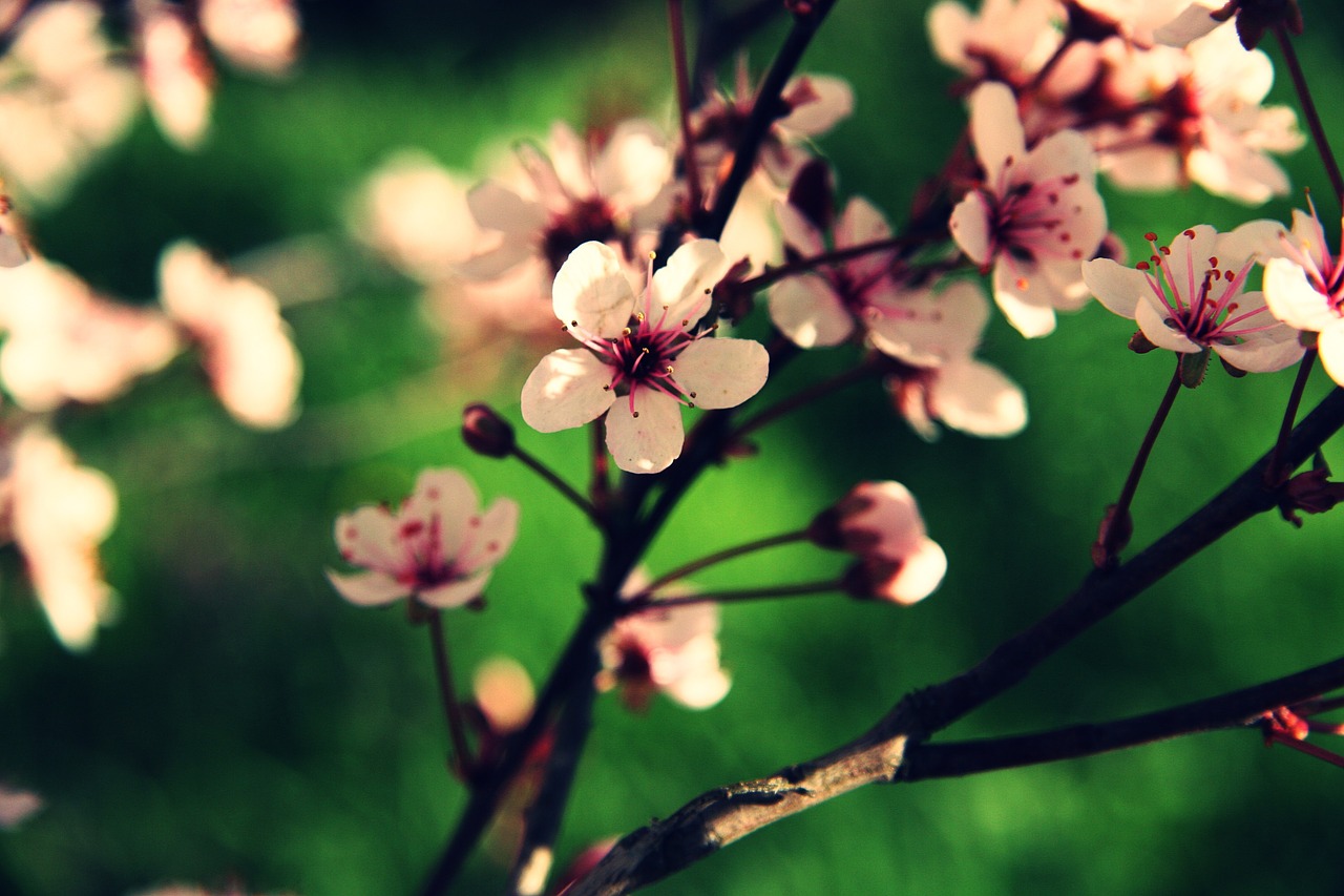 cherry branches macro free photo