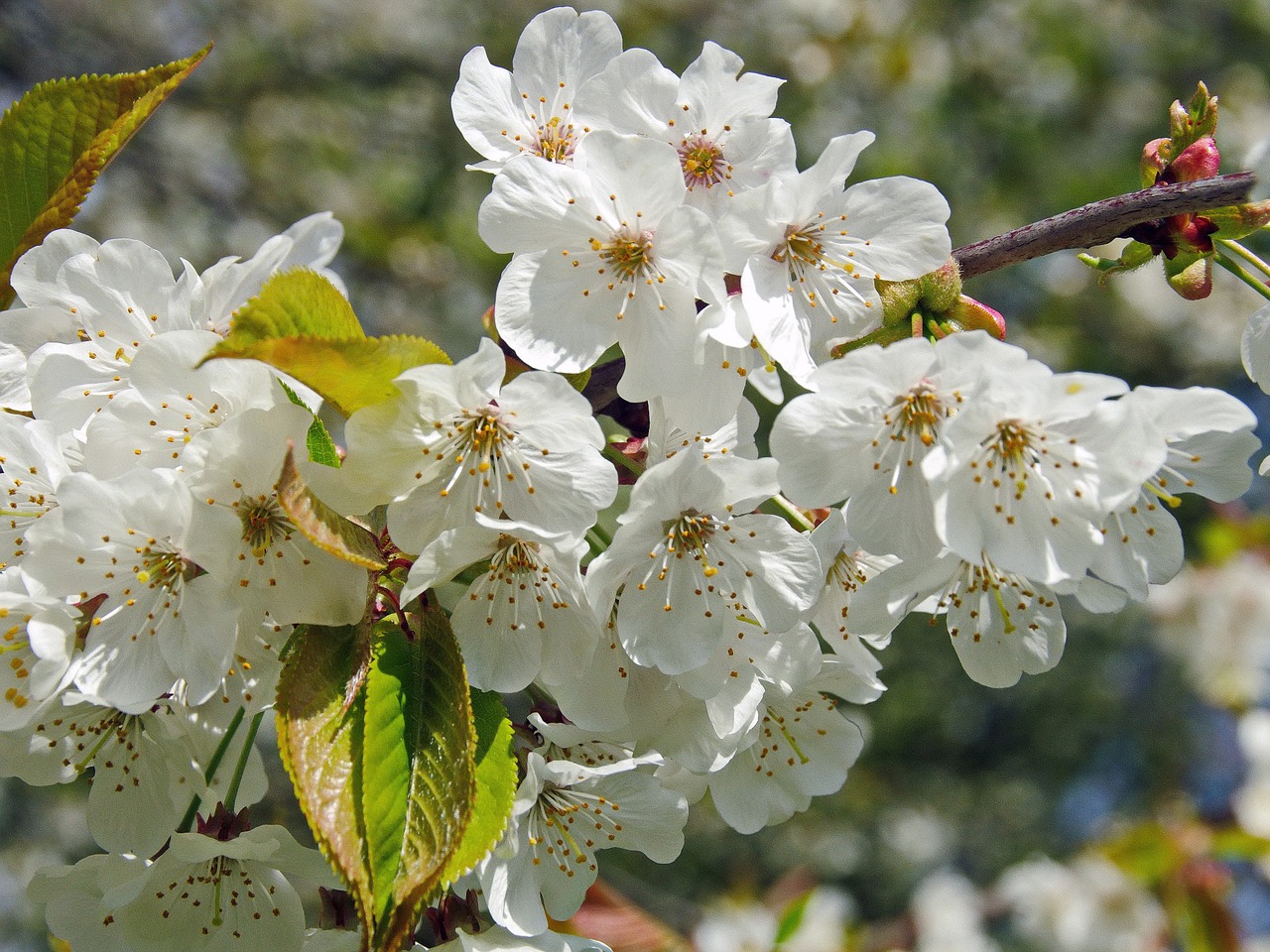 cherry flower white flower free photo