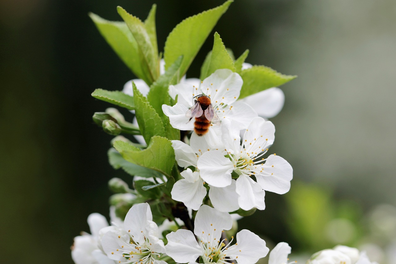 cherry flowers blooming free photo