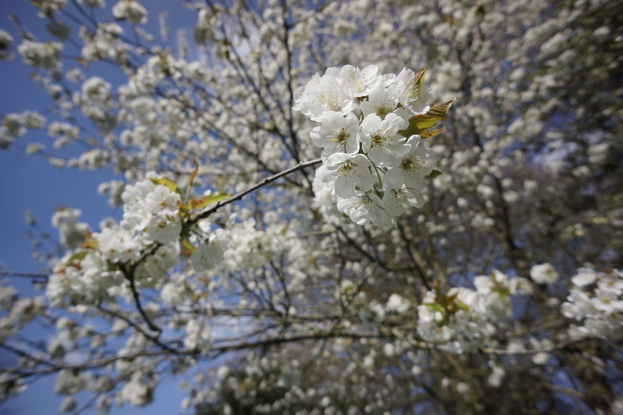cherry blossom white free photo