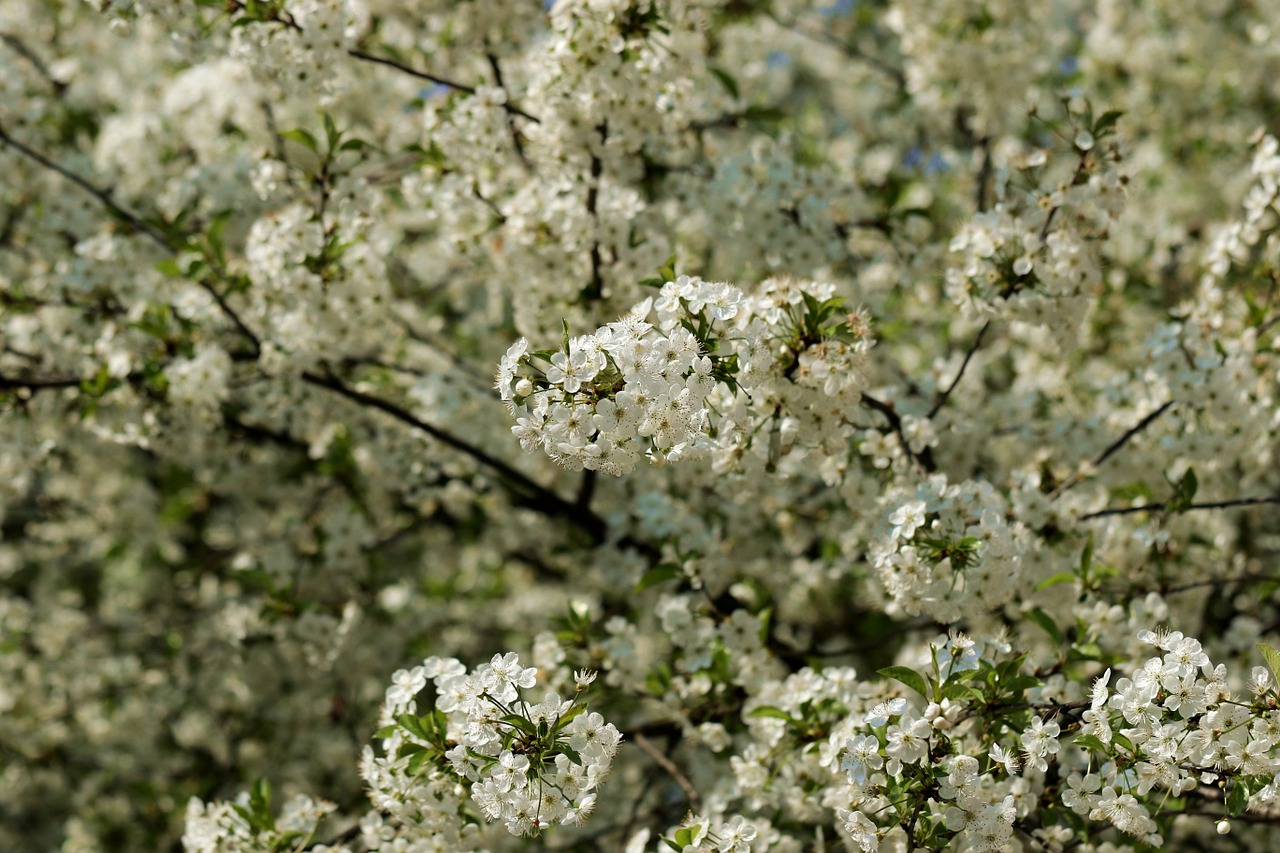 cherry cherry blossom spring free photo