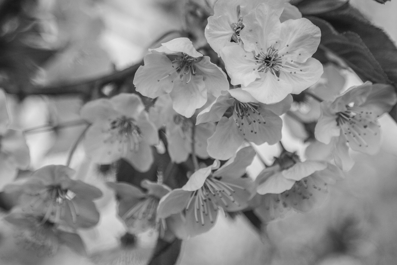 cherry black white blossom free photo