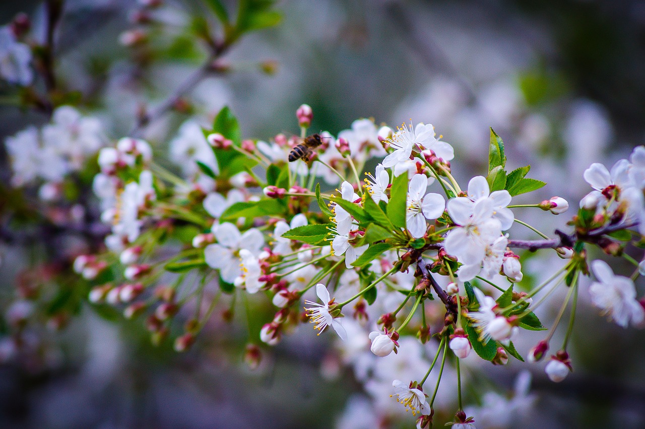 cherry spring cherry blossoms free photo