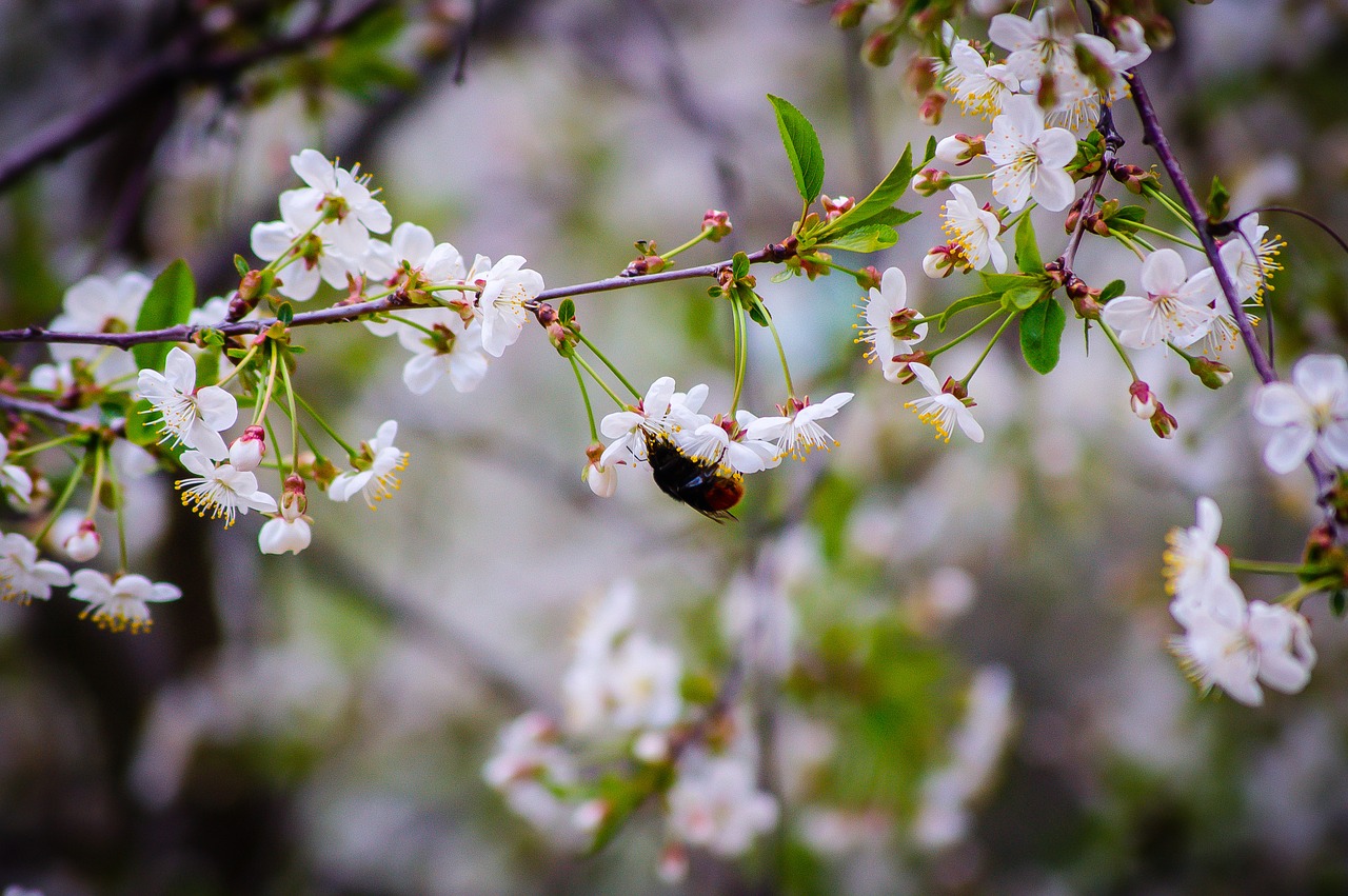 cherry spring cherry blossoms free photo