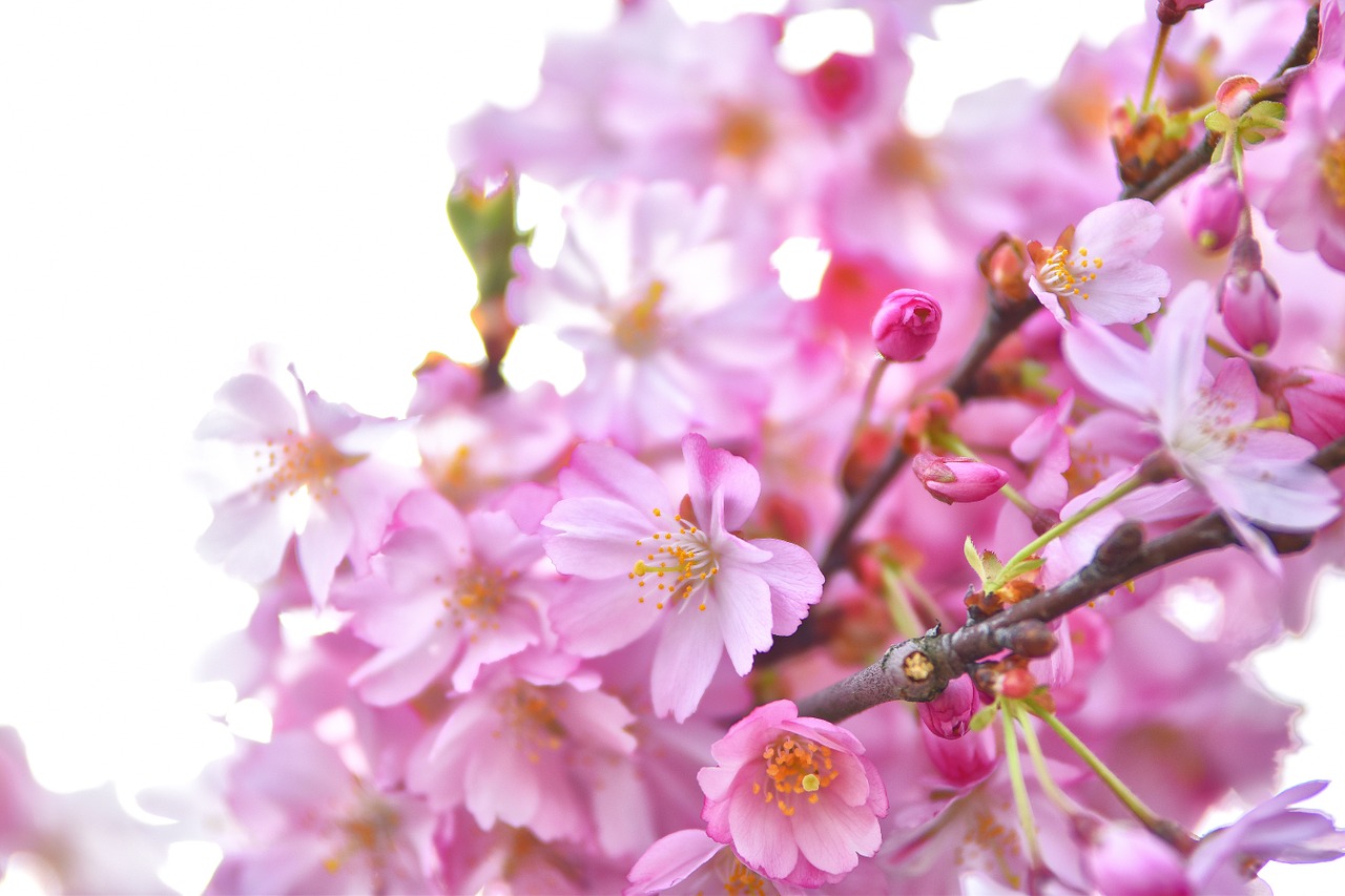 cherry cherry blossoms spring free photo