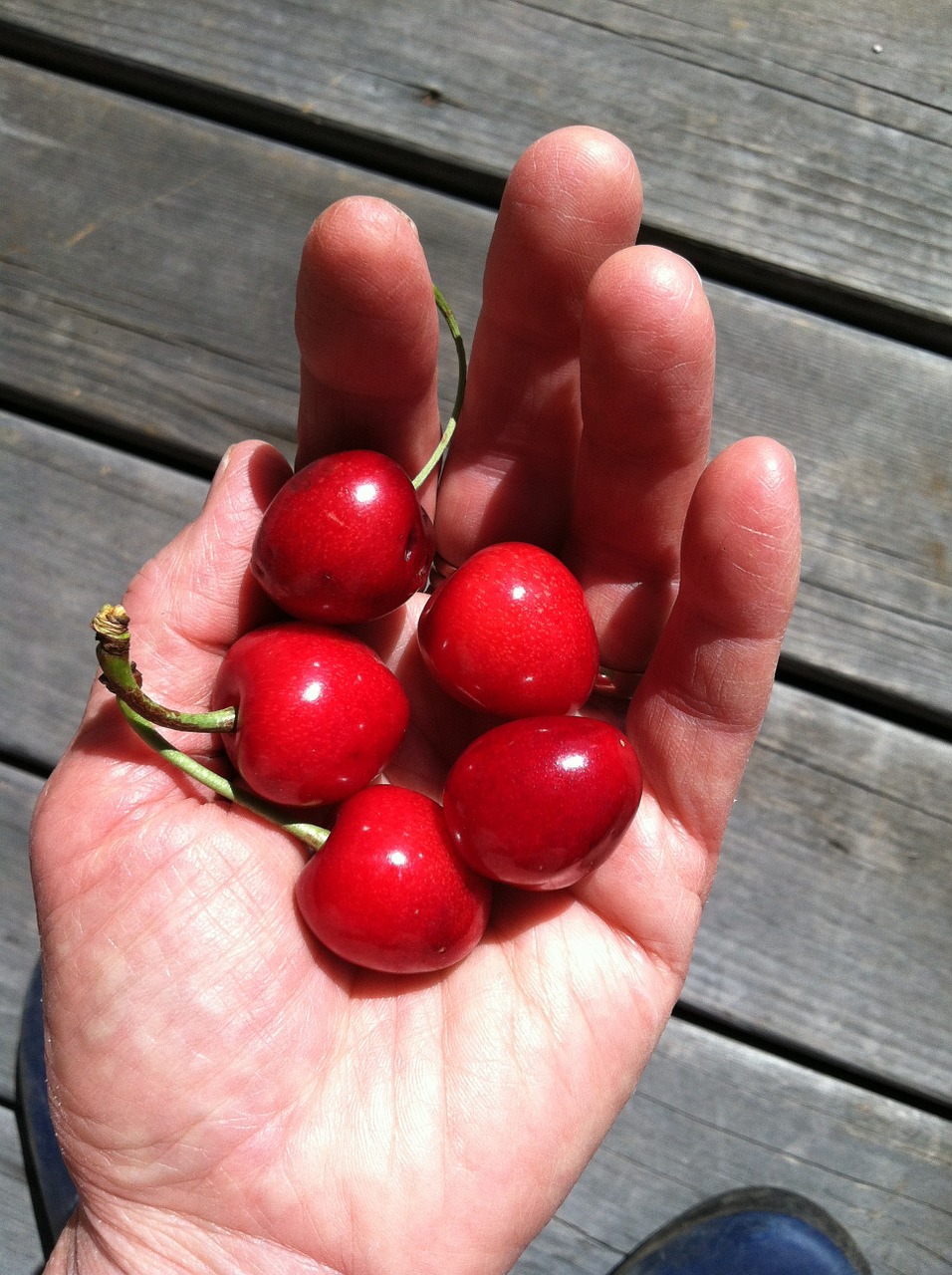 cherry fresh fruit garden free photo