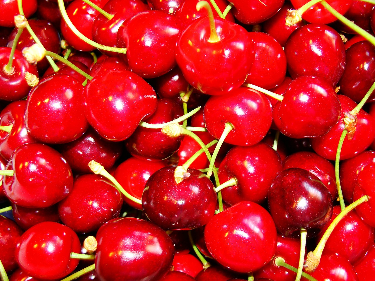 cherry red fruit free photo