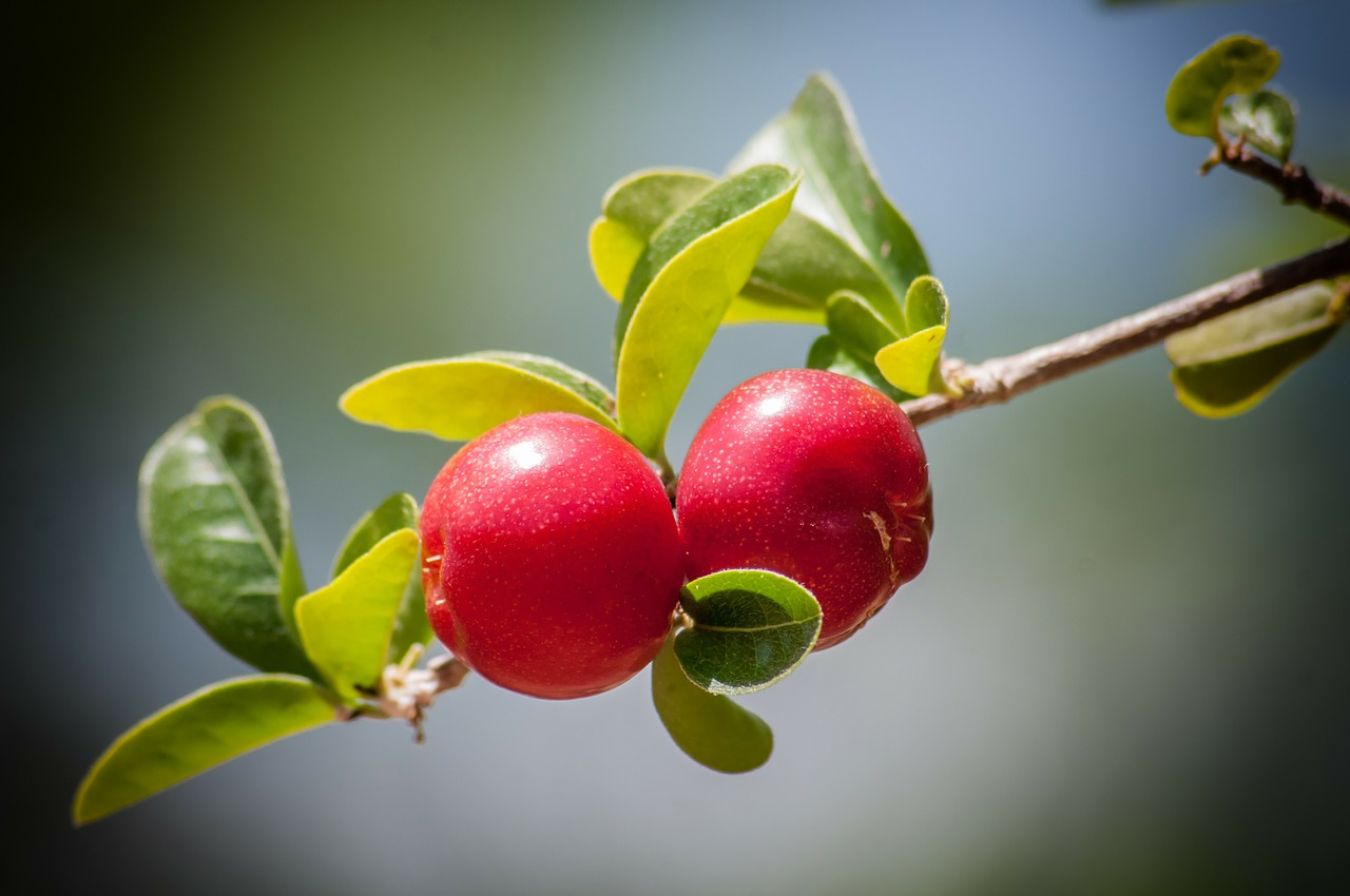 cherry cherries tree free photo