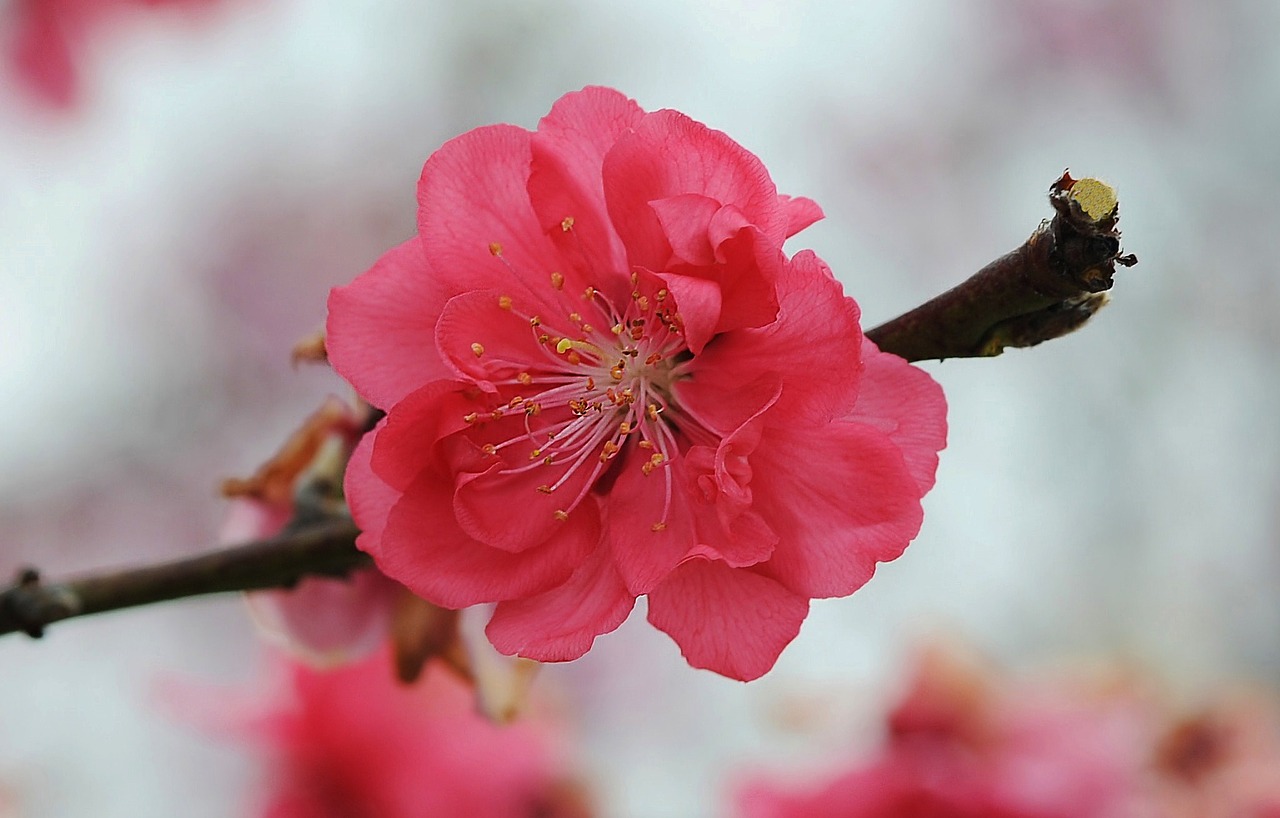 cherry blossom flower free photo