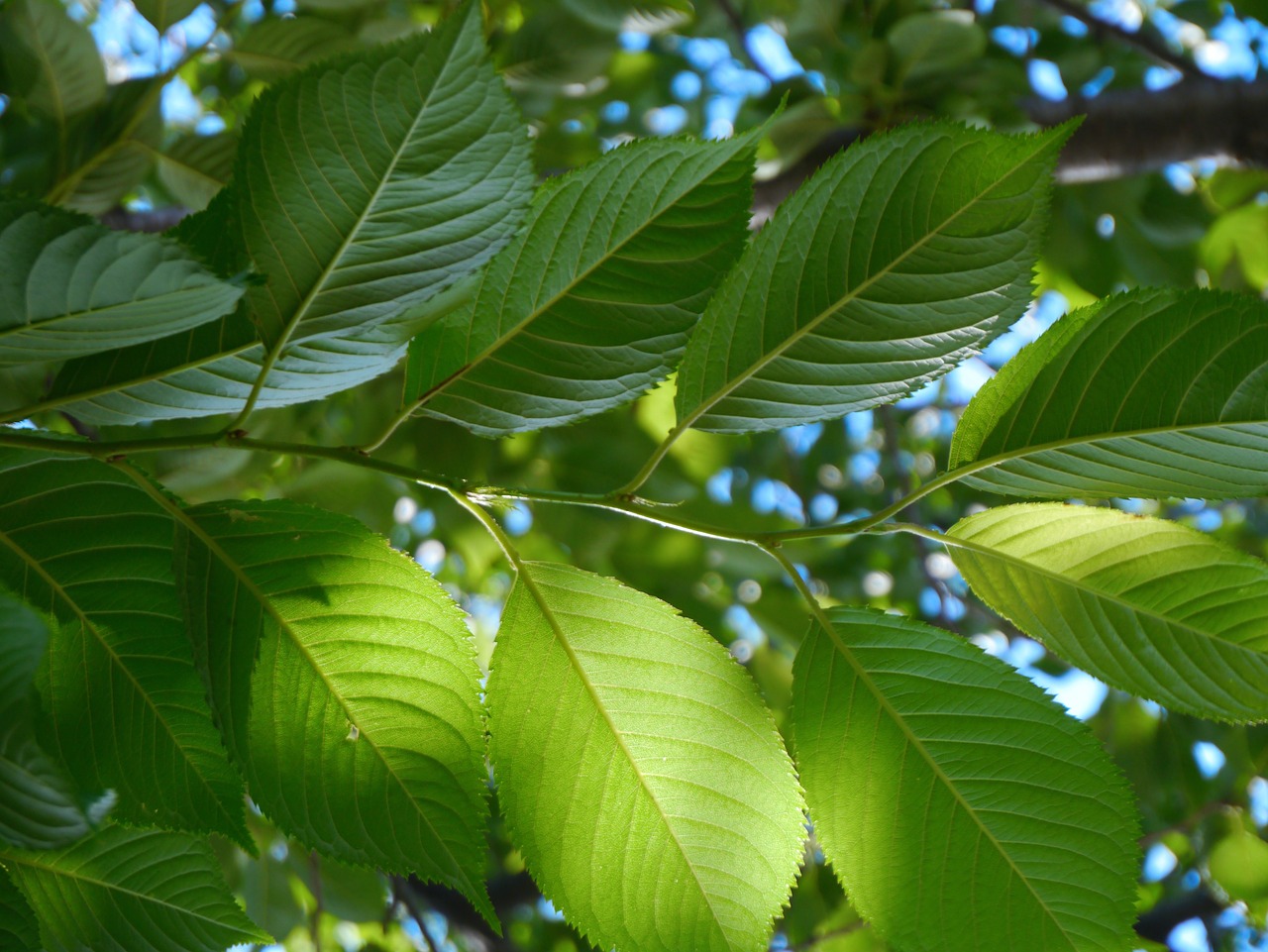 cherry leaf of cherry tree vein free photo