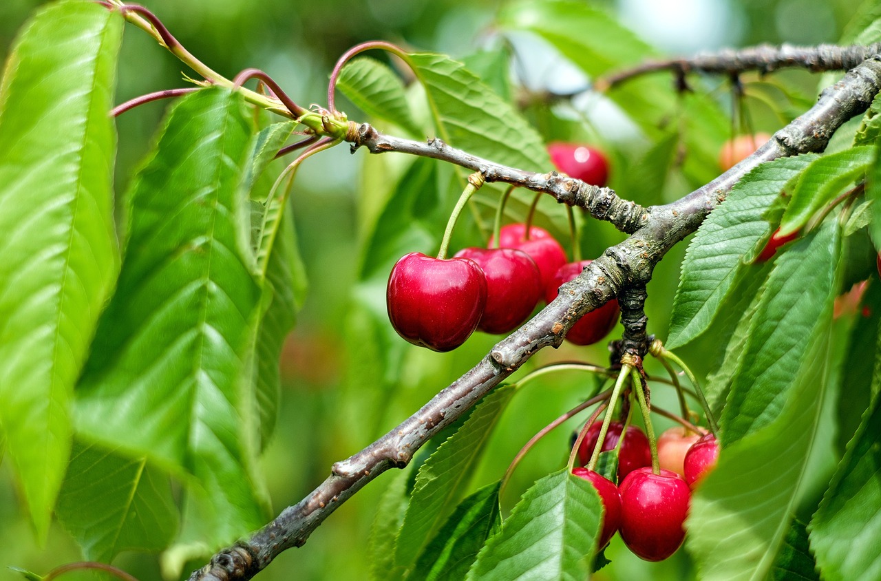 cherry sweet cherry red free photo