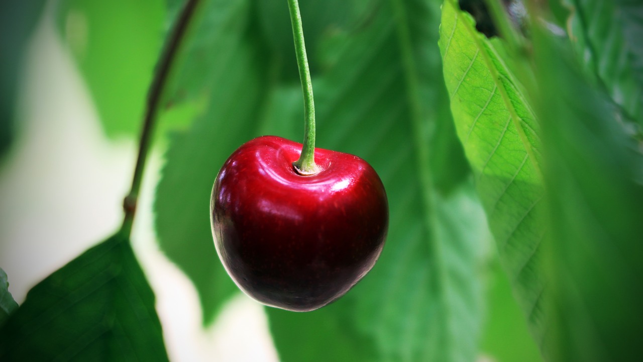 cherry summer fruit free photo