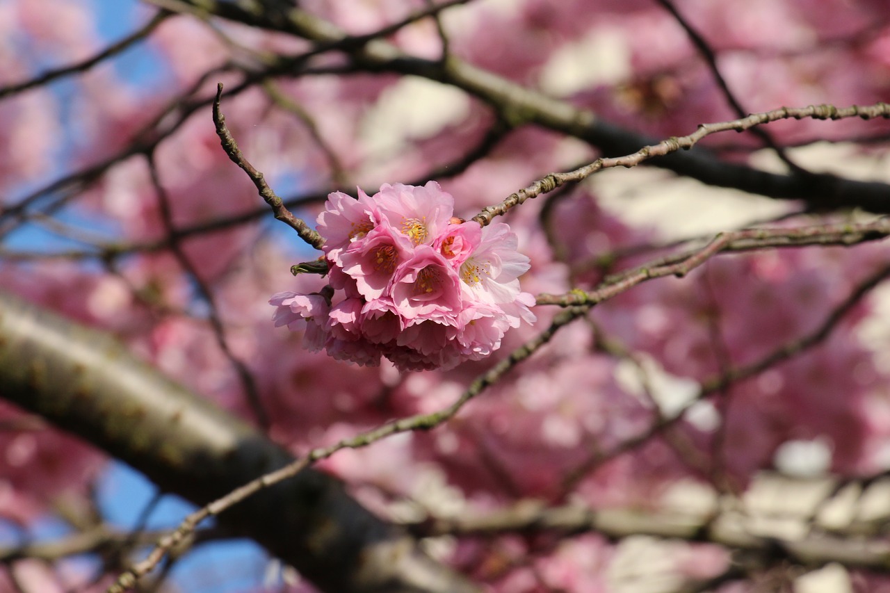 cherry nature spring free photo