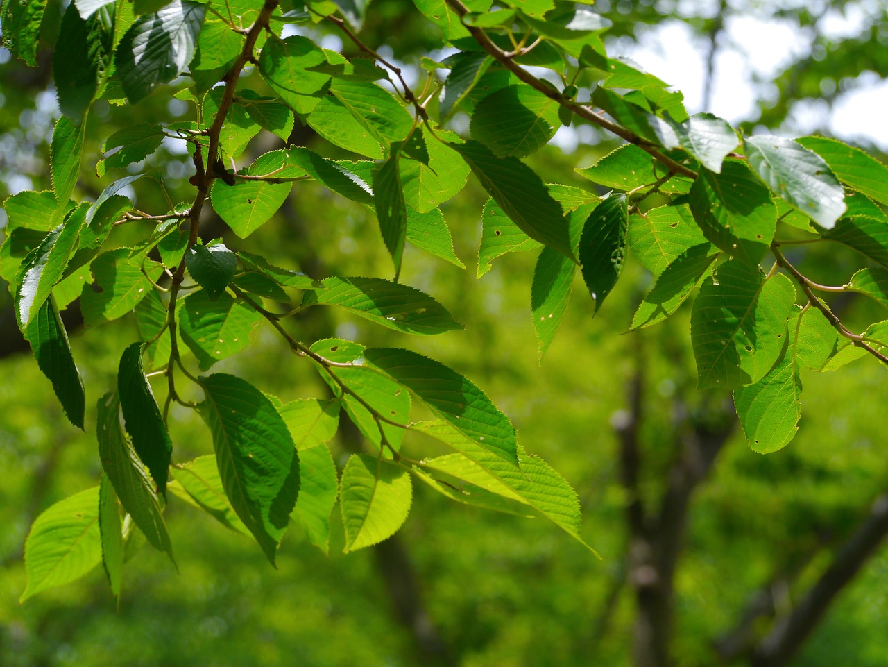 cherry leaf branches of cherry blossoms free photo