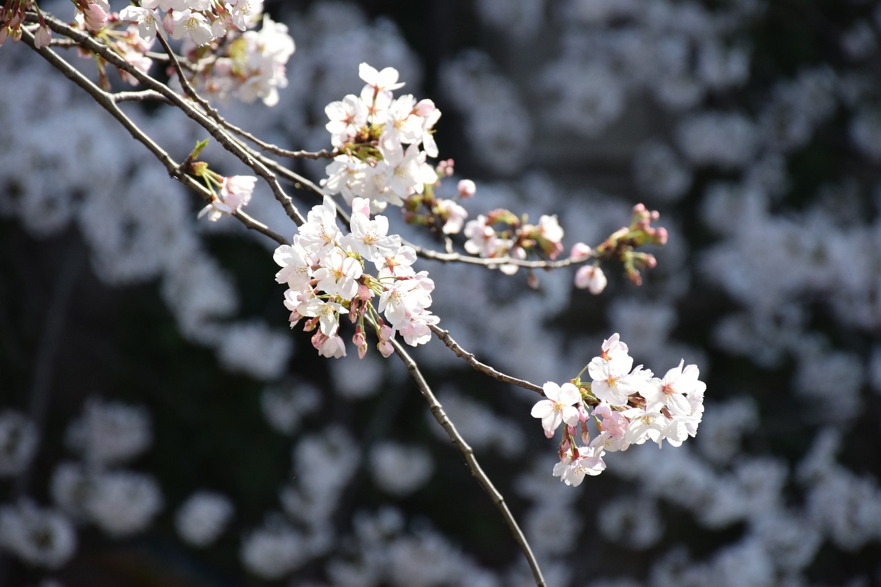 cherry cherry blossom viewing flowers free photo