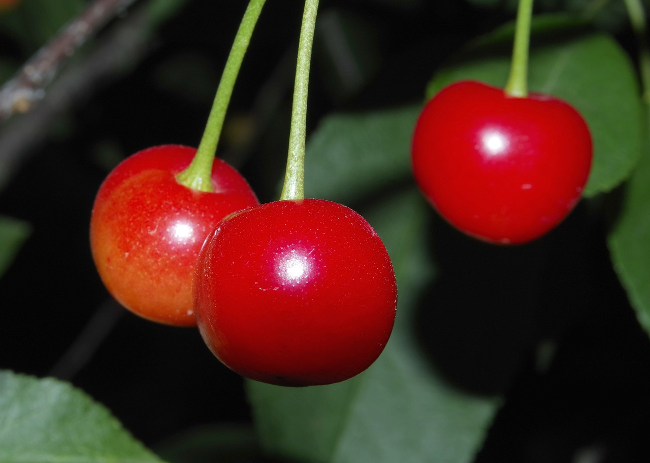 cherry cherries fruit free photo