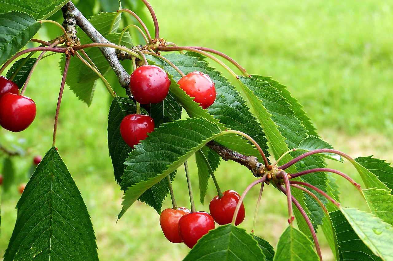 cherry reported nature free photo