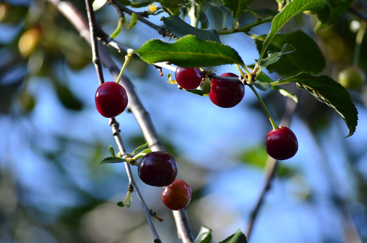 cherry berry summer free photo