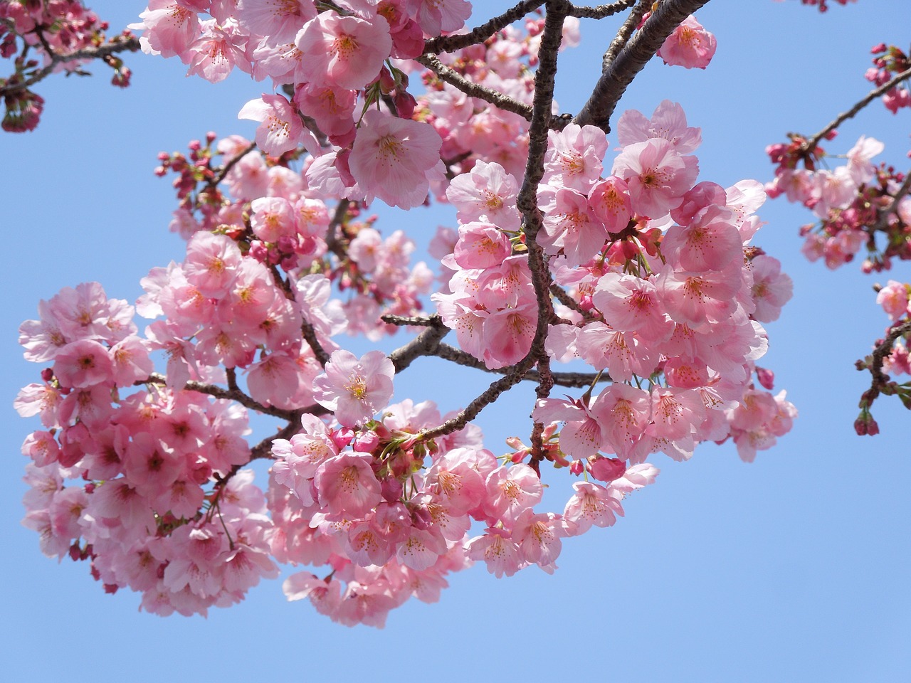 cherry samusakura spring flowers free photo