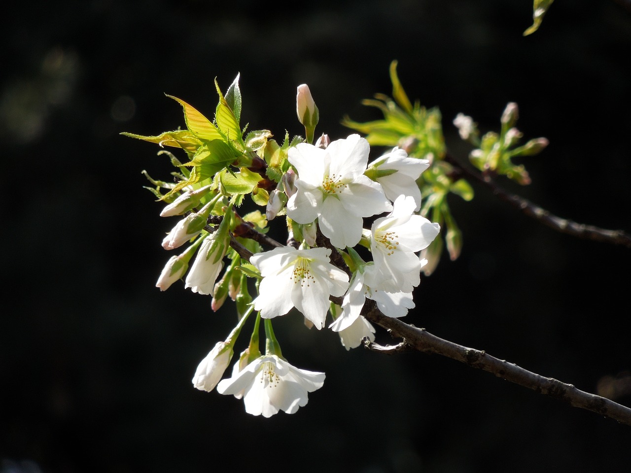 cherry spring flowers spring in japan free photo