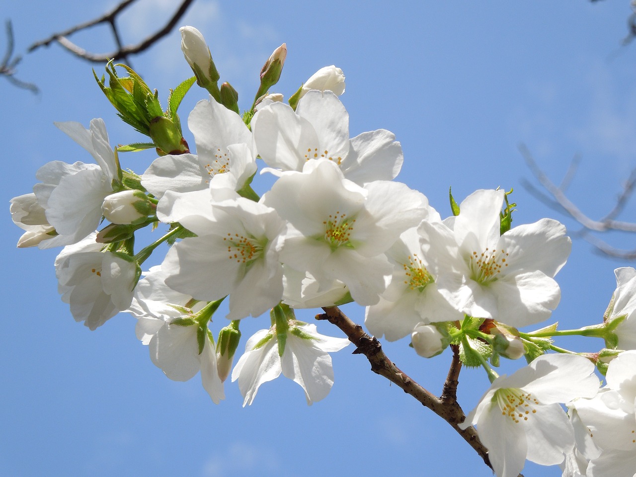 cherry spring flowers spring in japan free photo