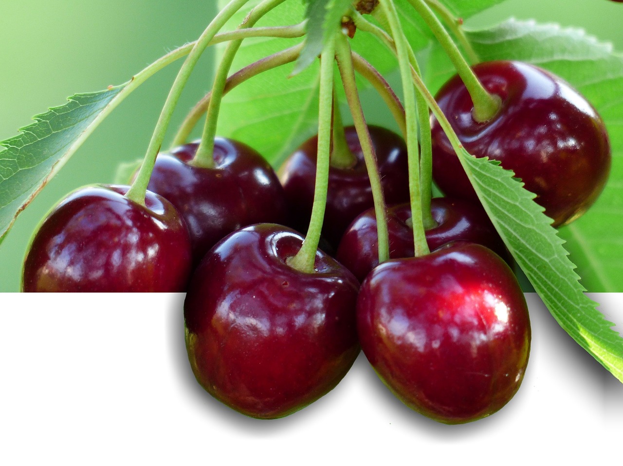 cherry sweet cherry red free photo